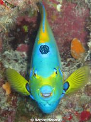 Queen angel fish he posed for the pic...very friendly by Ramon Magana 